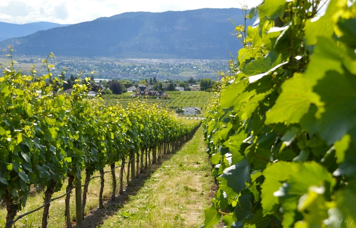 Visit and Tasting - Four Shadows Winery €3.20