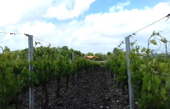 Visit Château Lacour Jacquet - Cru Bourgeois du Médoc €1.00