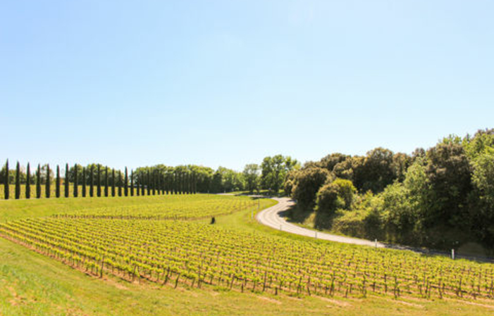 Visit and Tasting at Thau Castle €1.00