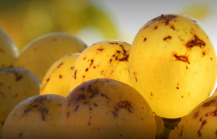Visit and tastings of Domaine Ogereau €1.00