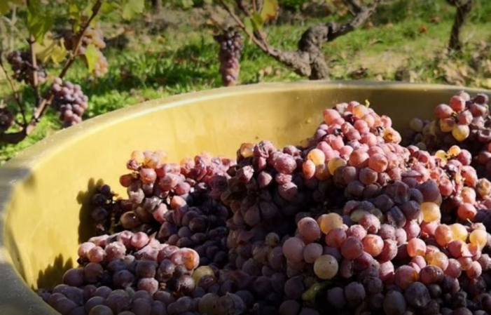Visit and tastings of Domaine Ogereau €1.00