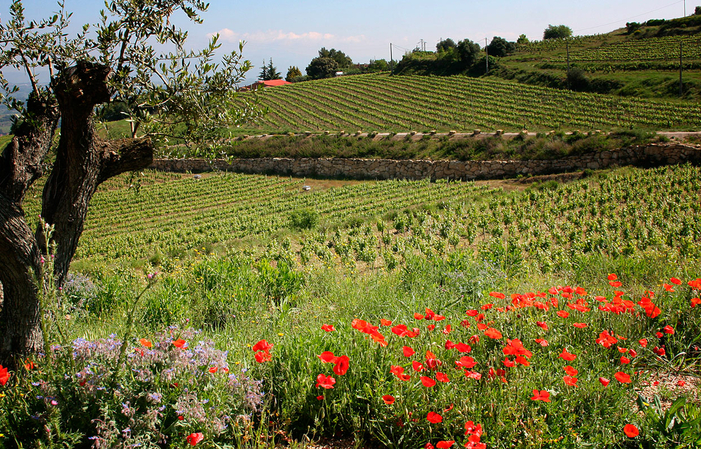 Llopart visit and tasting: Reserva Tour €24.00