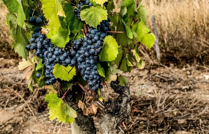 Visit and tastings Domaine de la Begude €1.00