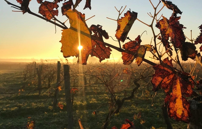 Cognac tour and tastings €1.00