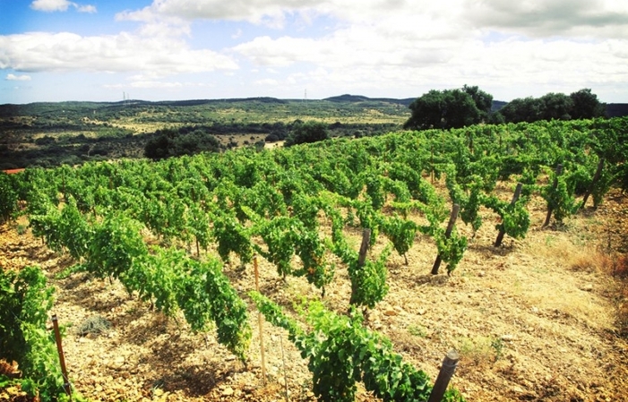 Picnic at Château Bas-d'Aumelas €24.00