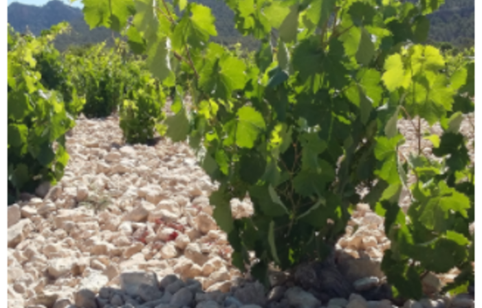 Visit Of Vineyard Alceno €1.00