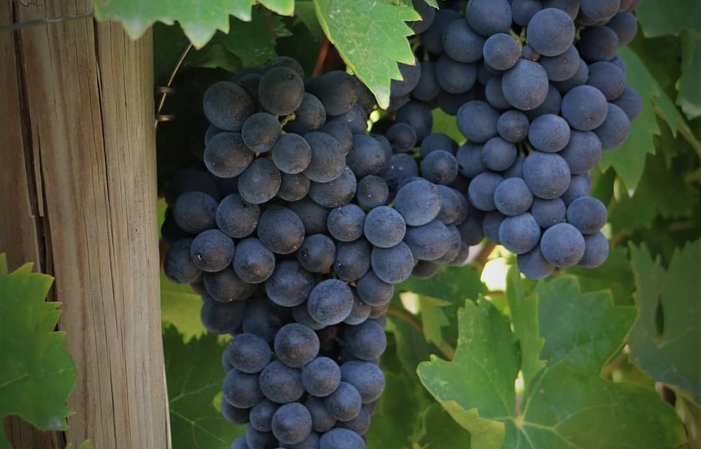 Visit and tastings at FATTORIA LICIA €1.00