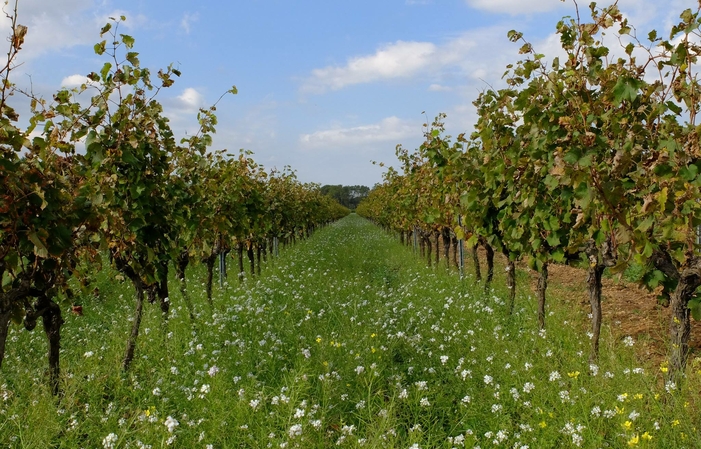 Visit and Tasting at Domaine de Sulauze €1.00