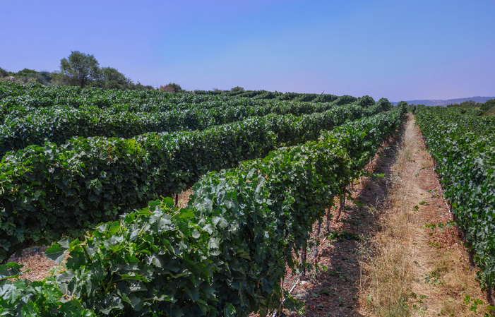 Visit and tasting Tzuba estate winery €12.80