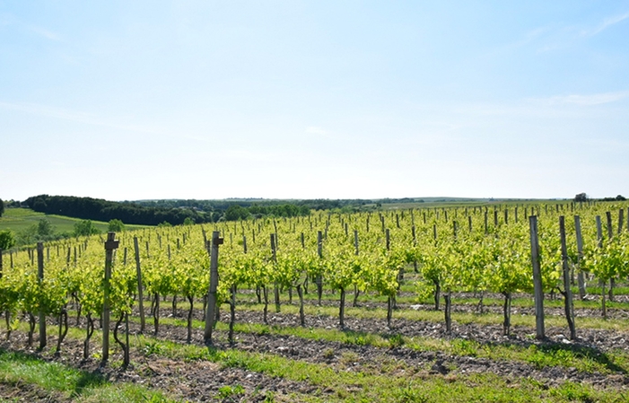 Visit and Tasting at domaine Côtes de l'Estuaire €1.00