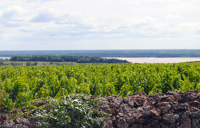 Visit and Tasting at Château Haut Mortefont €1.00