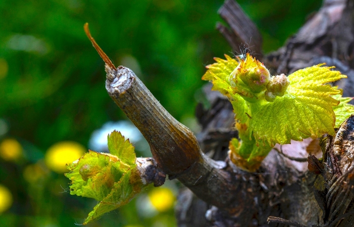 Visit and tastings at the Cantina Marramiero €1.00