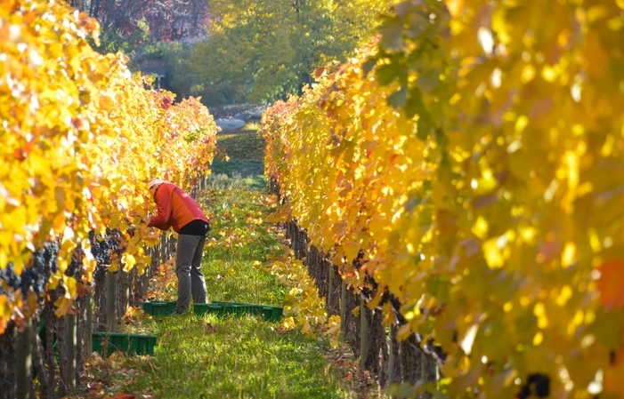 Visit and Tasting - Four Shadows Winery €3.20