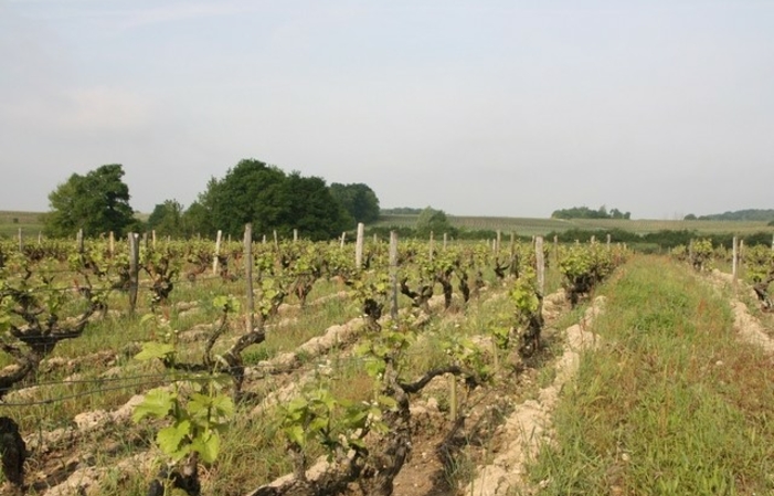 Visit and Tasting at Domaine Mathieu Cosme €1.00
