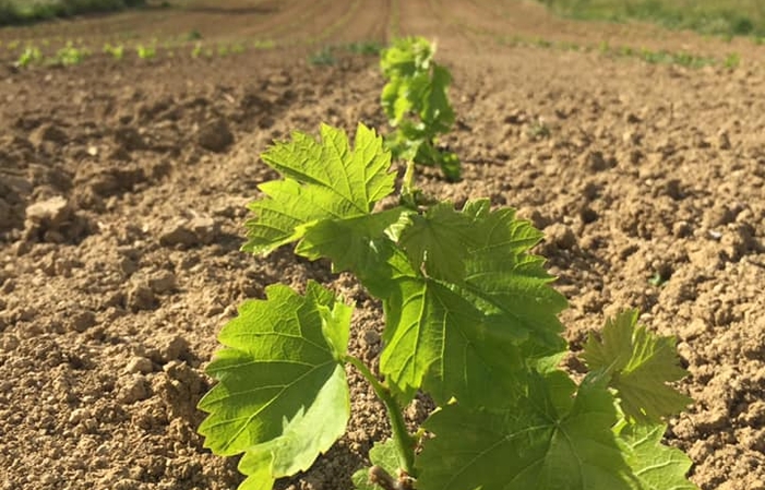 Visiete and tastings at Podere Della Torre Vini €1.00