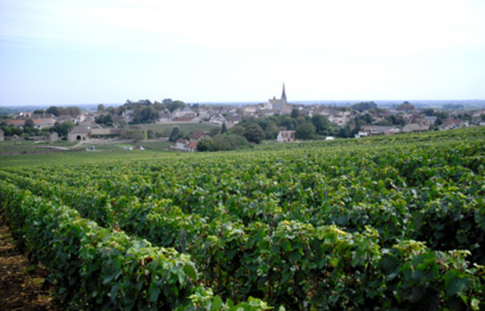 Visit and Tasting at Domaine Jean-Philippe Fichet €1.00